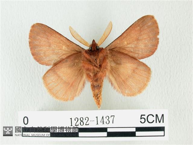 褐斜帶枯葉蛾藏品圖，第2張