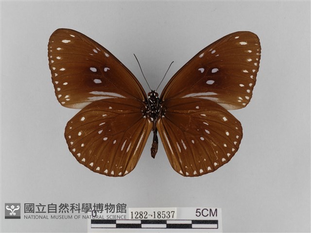 雙標紫斑蝶藏品圖，第2張