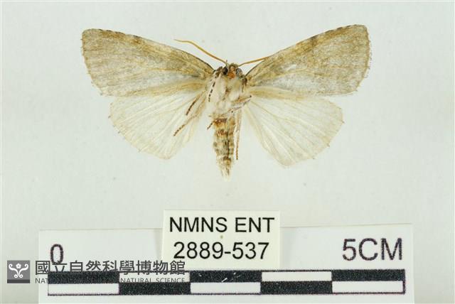 臺灣銀斑異波紋蛾藏品圖，第2張