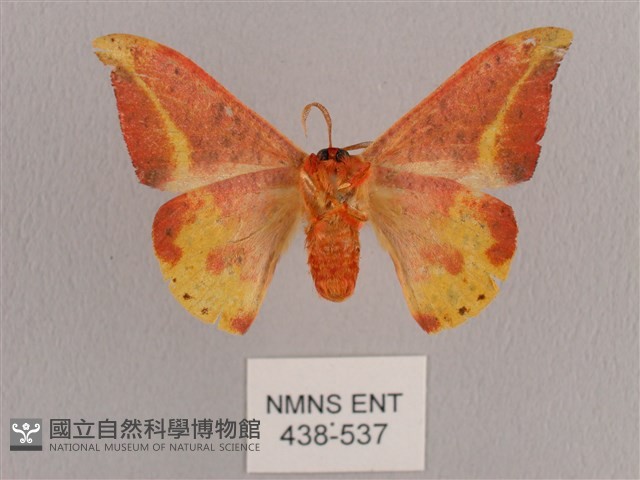 鉛斑帶鉤蛾藏品圖，第2張