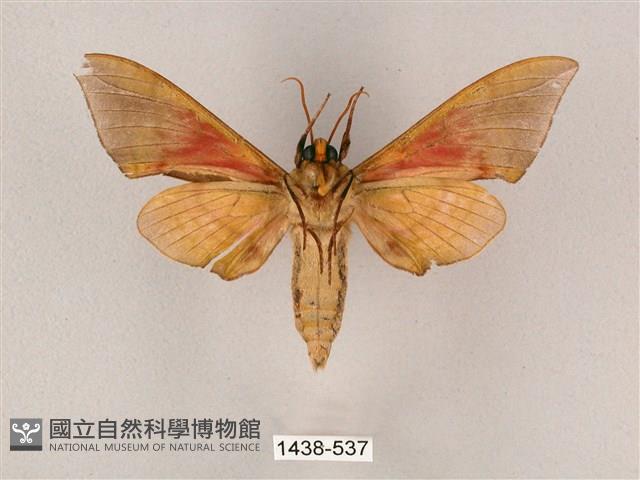 榆綠天蛾藏品圖，第2張