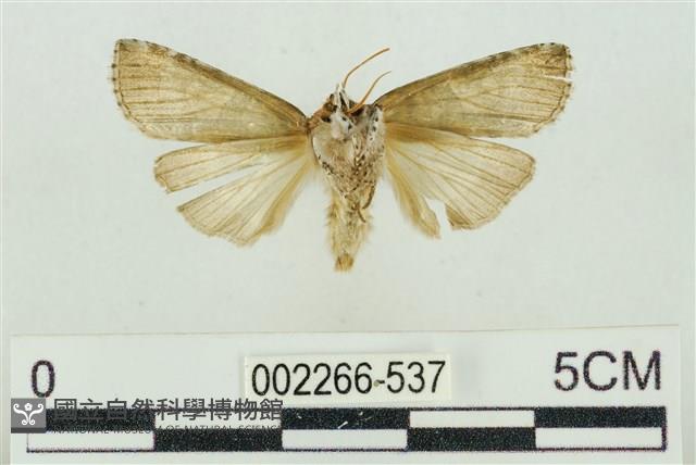 帶波紋蛾藏品圖，第2張