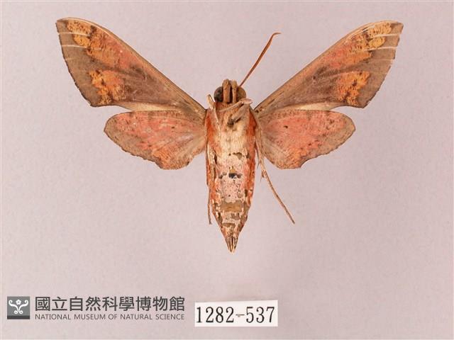 雙斑白肩天蛾藏品圖，第2張