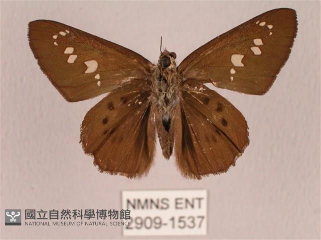 臺灣瑟弄蝶藏品圖，第2張