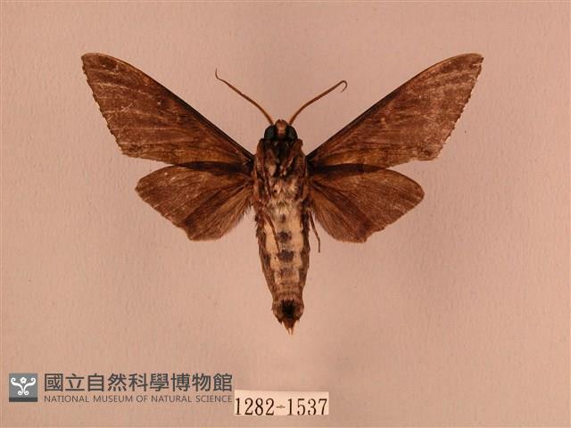 白星天蛾藏品圖，第2張