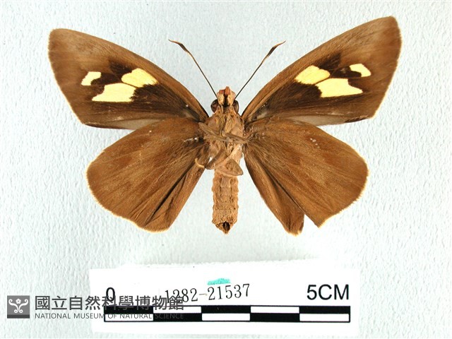 香蕉弄蝶藏品圖，第2張