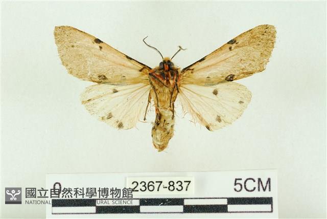 棍棒污燈蛾藏品圖，第2張