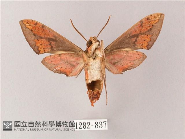 臺灣白肩天蛾藏品圖，第2張