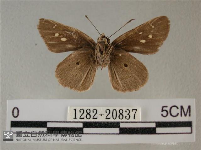 黑星弄蝶藏品圖，第2張