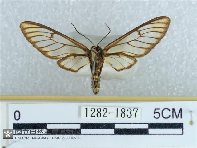 登錄號:001282-01837藏品圖，第2張