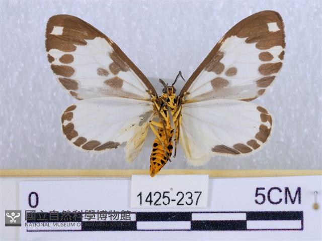 後凸蝶燈蛾藏品圖，第2張