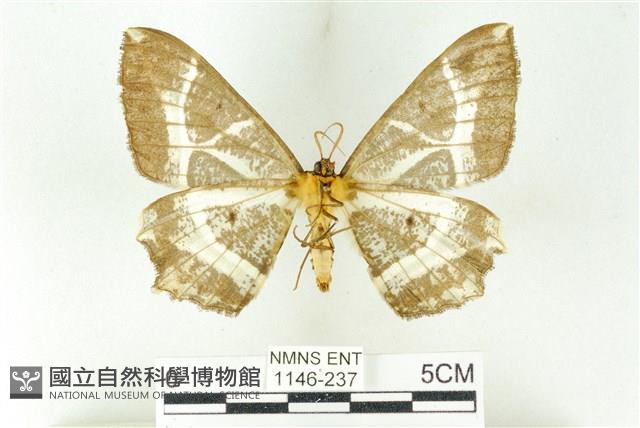 樹形尺蛾藏品圖，第2張