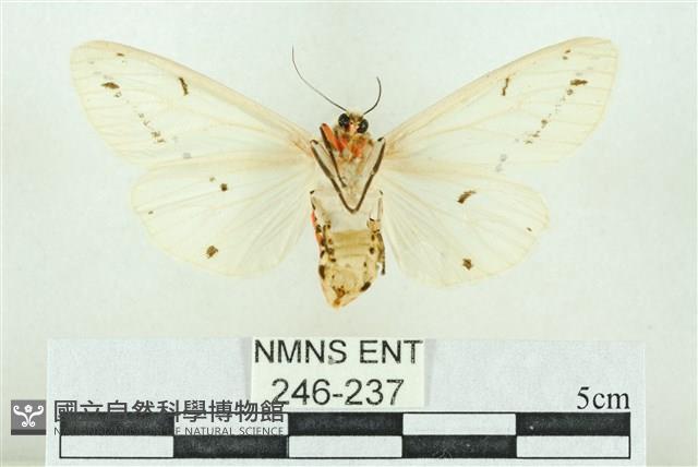 菊池污燈蛾藏品圖，第2張