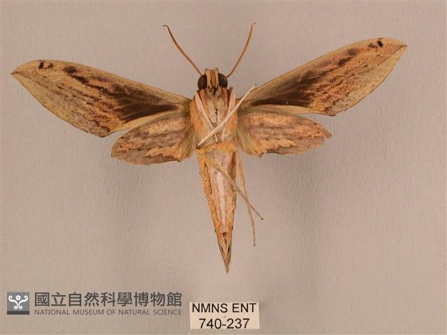 棕綠背線天蛾藏品圖，第2張