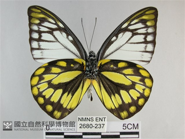 鋸粉蝶藏品圖，第2張