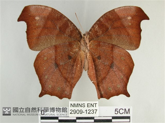 森林暮眼蝶、黑樹蔭蝶藏品圖，第2張