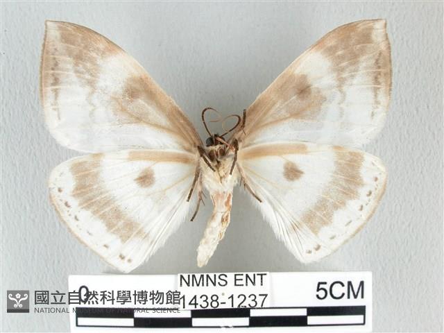 圓翅大鉤蛾藏品圖，第2張