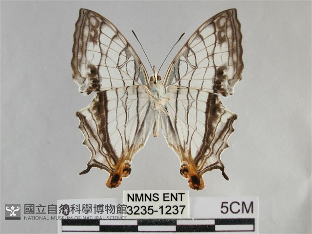 網絲蛺蝶、石牆蝶藏品圖，第2張