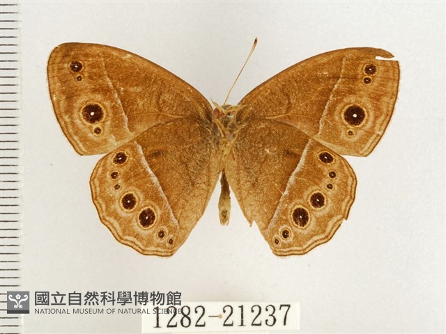 淺色眉眼蝶藏品圖，第2張
