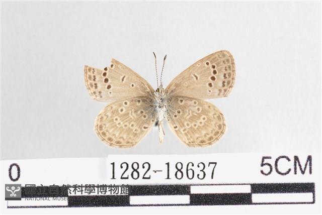 藍灰蝶沖繩亞種藏品圖，第2張