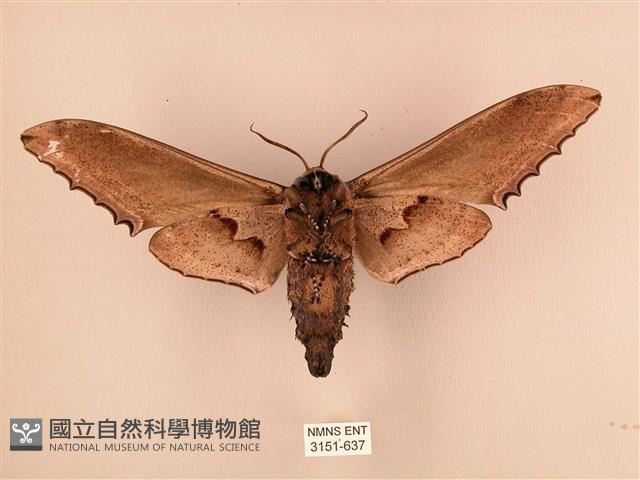 臺灣鋸翅天蛾藏品圖，第2張