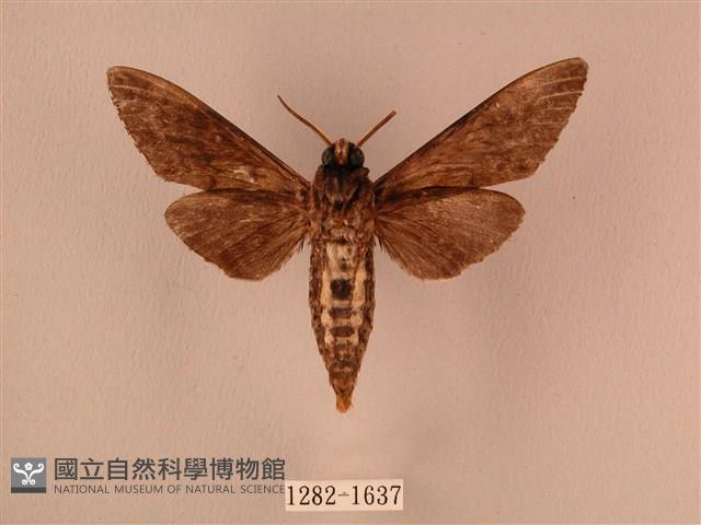 白星天蛾藏品圖，第2張