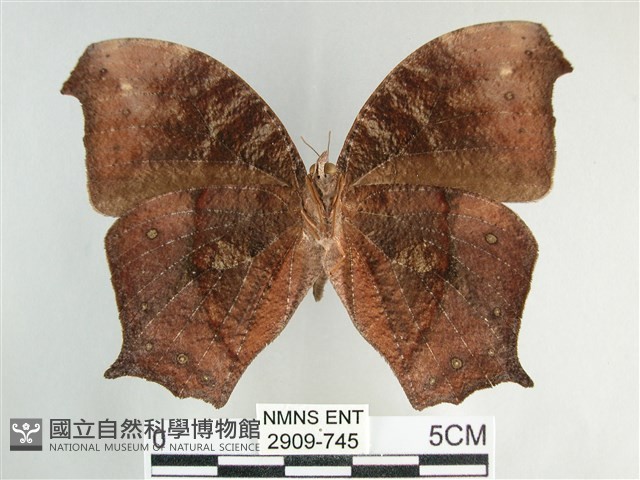 森林暮眼蝶、黑樹蔭蝶藏品圖，第2張