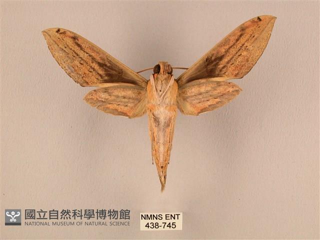 棕綠背線天蛾藏品圖，第2張