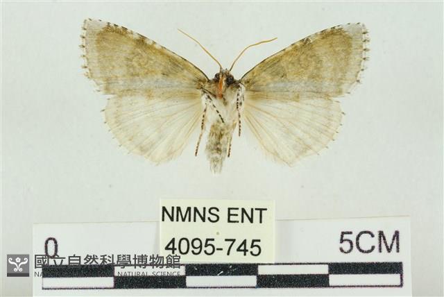 臺灣銀斑異波紋蛾藏品圖，第2張