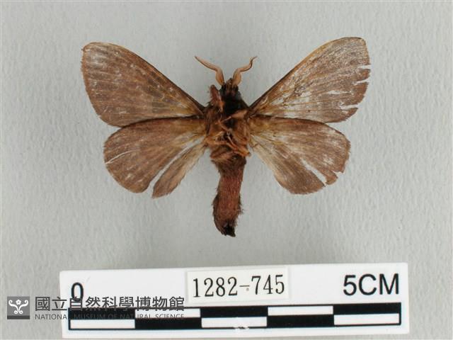 大斑Y毛蟲藏品圖，第2張