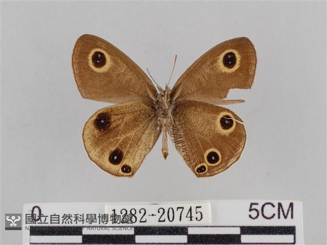 密紋波眼蝶藏品圖，第2張