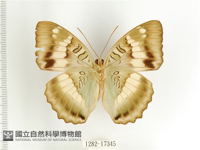 臺灣翠蛺蝶藏品圖，第2張