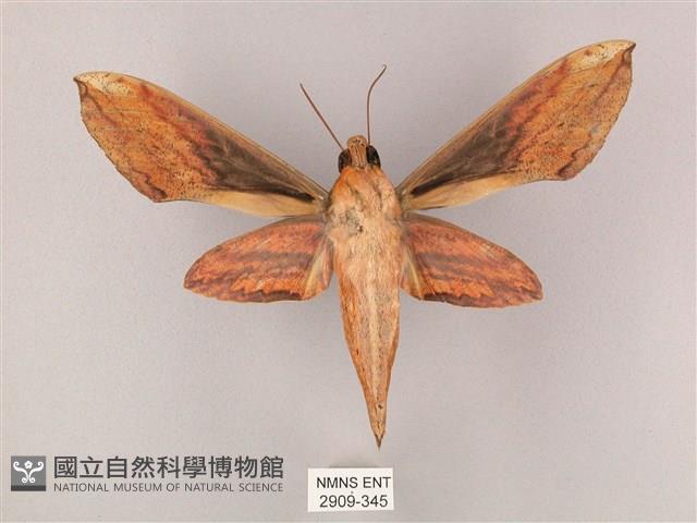 綠背斜紋天蛾藏品圖，第2張