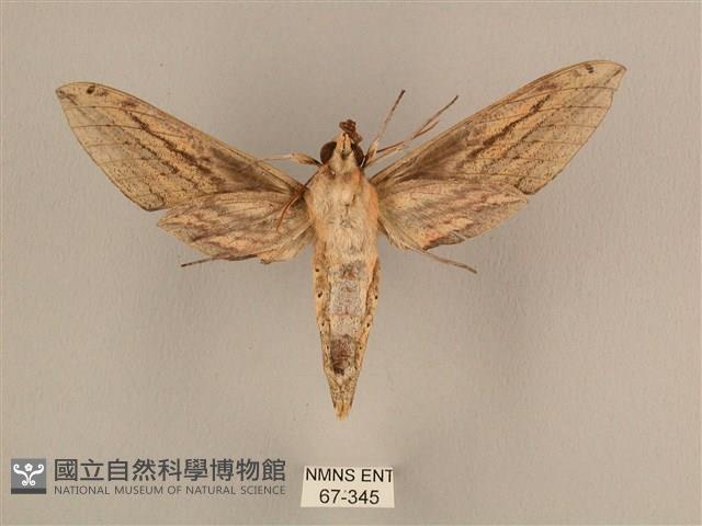棕綠背線天蛾藏品圖，第2張