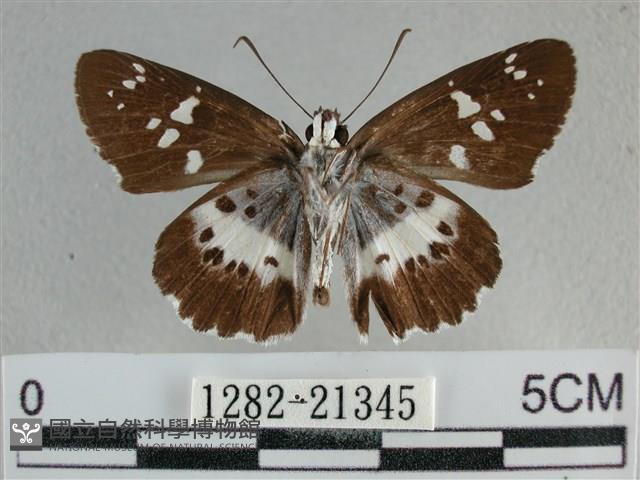 玉帶弄蝶藏品圖，第2張