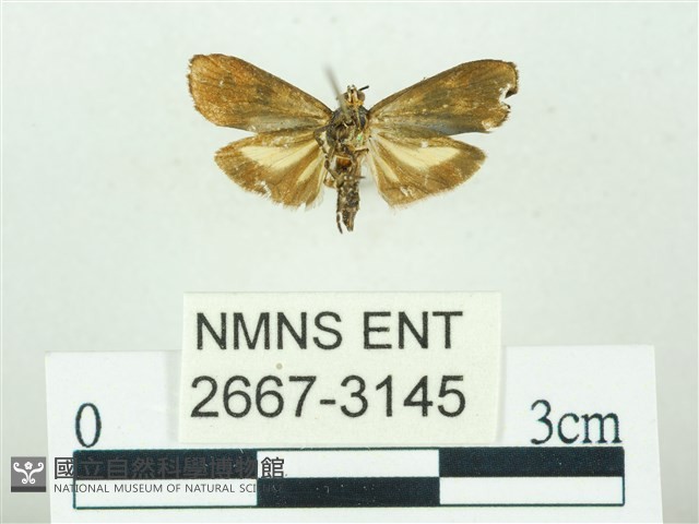 叉紋閃舞蛾藏品圖，第2張