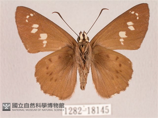 臺灣瑟弄蝶藏品圖，第2張
