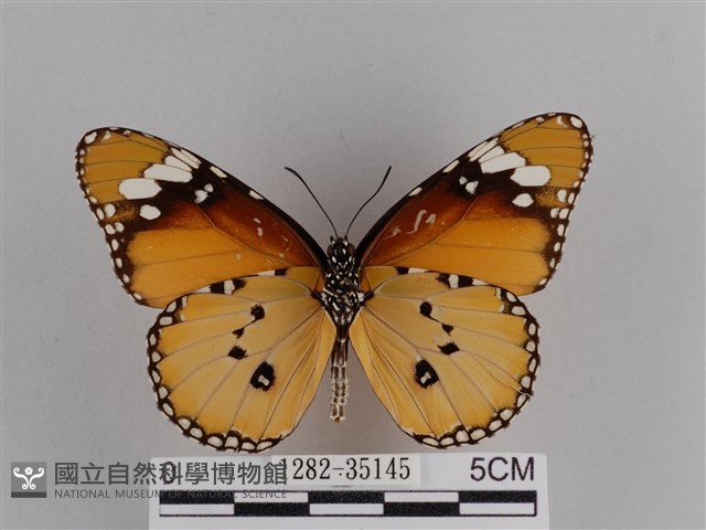樺斑蝶藏品圖，第2張