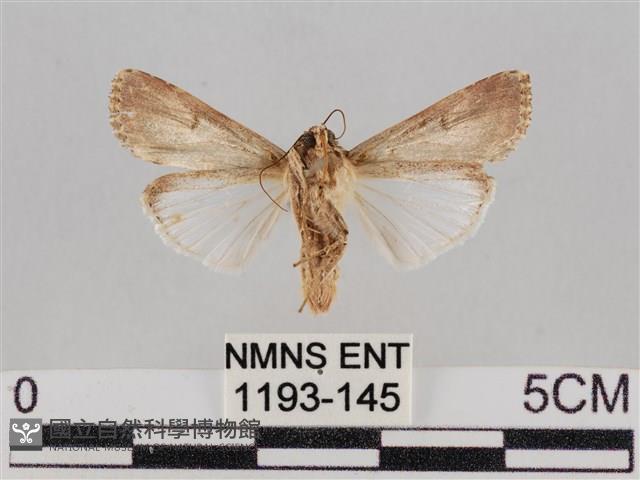 斜紋夜盜蛾藏品圖，第2張