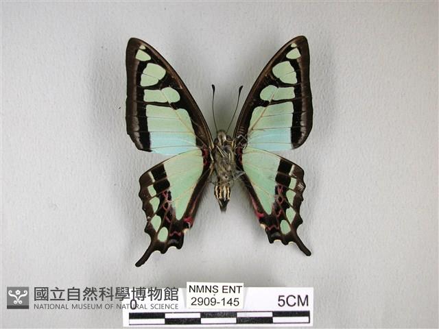 寬帶青鳳蝶藏品圖，第2張