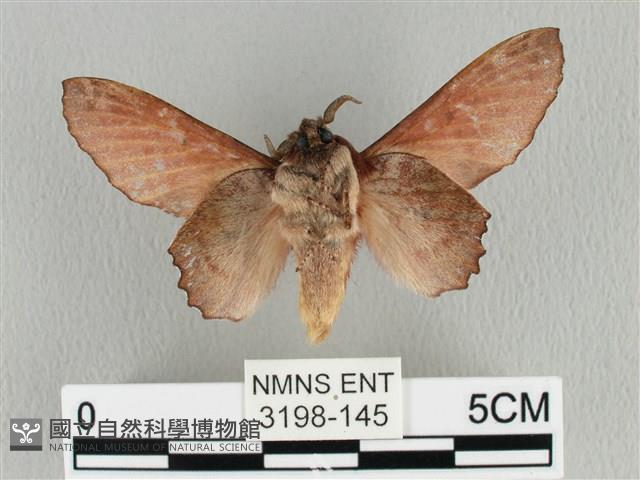 臺灣枯葉蛾藏品圖，第2張