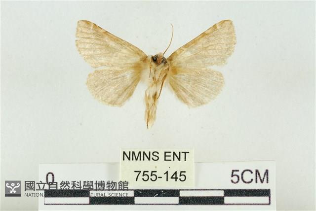 寬帶波紋蛾藏品圖，第2張