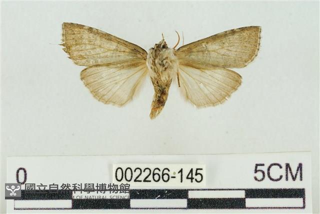 帶波紋蛾藏品圖，第2張