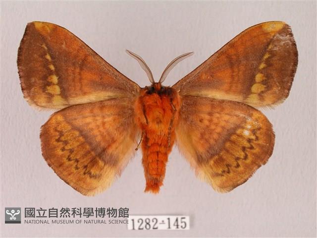 阿里山絨帶蛾藏品圖，第2張