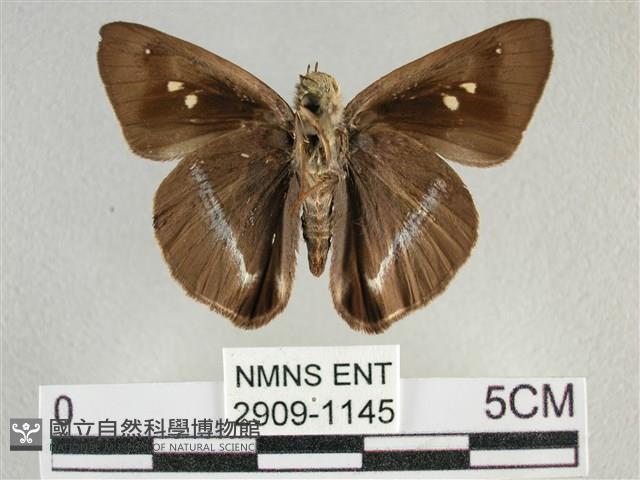 圓翅絨弄蝶藏品圖，第2張