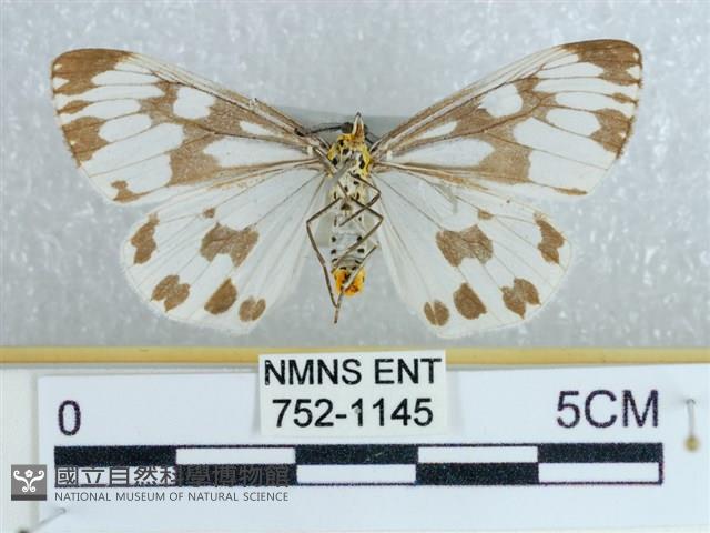 粉蝶燈蛾藏品圖，第2張