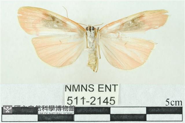 臺雪苔蛾藏品圖，第2張