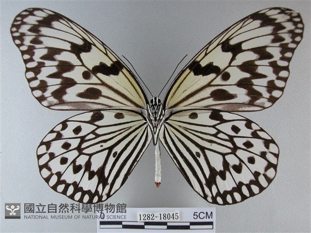 大白斑蝶藏品圖，第2張
