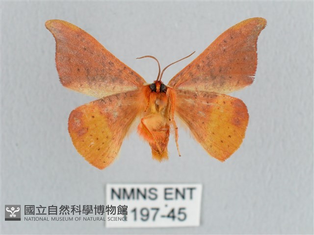 銀端帶鉤蛾藏品圖，第2張