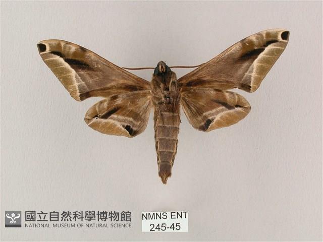 白點天蛾 藏品圖，第2張